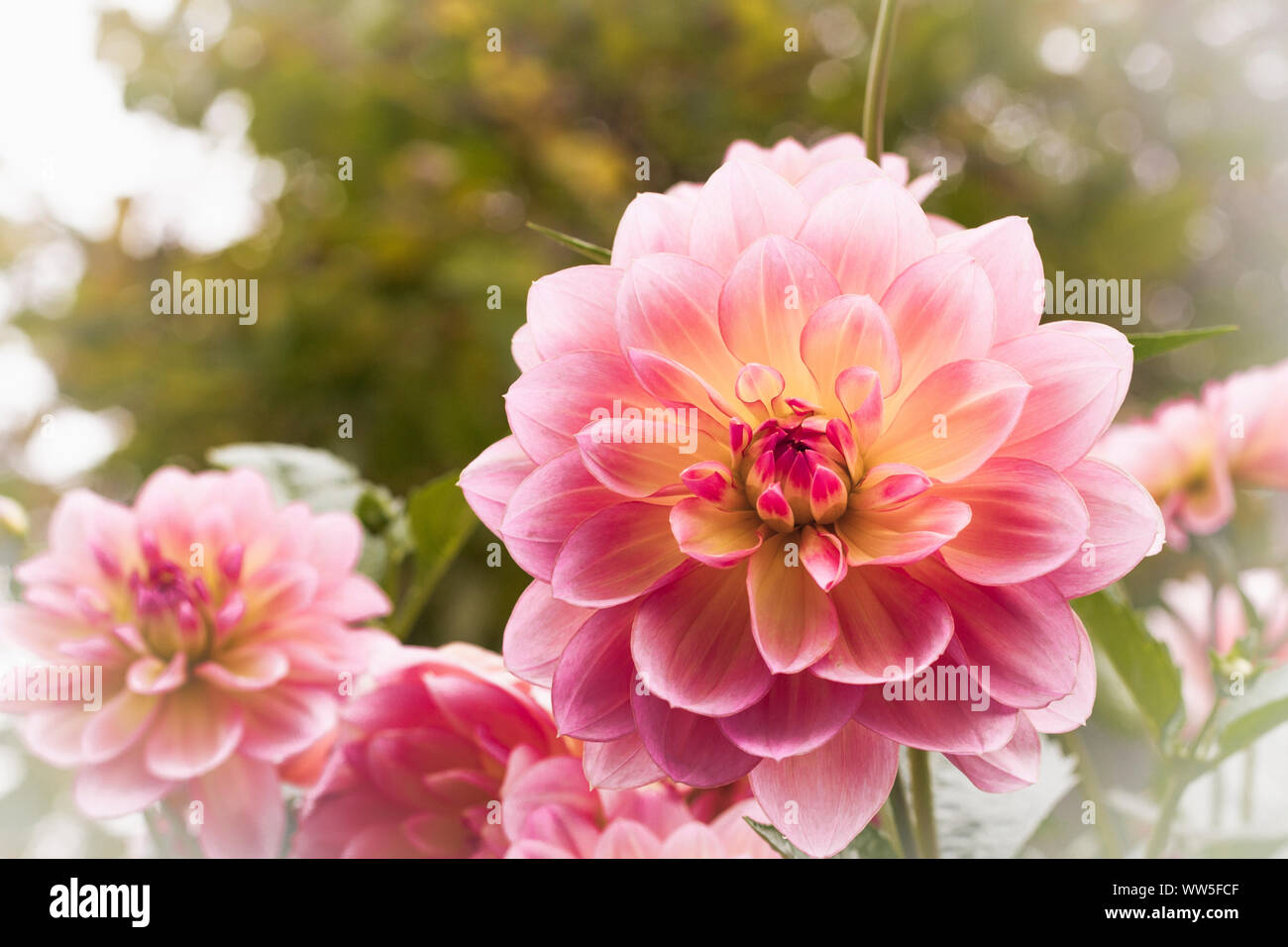 La meravigliosa fioritura di una dalia (Dahlia), close-up Foto Stock