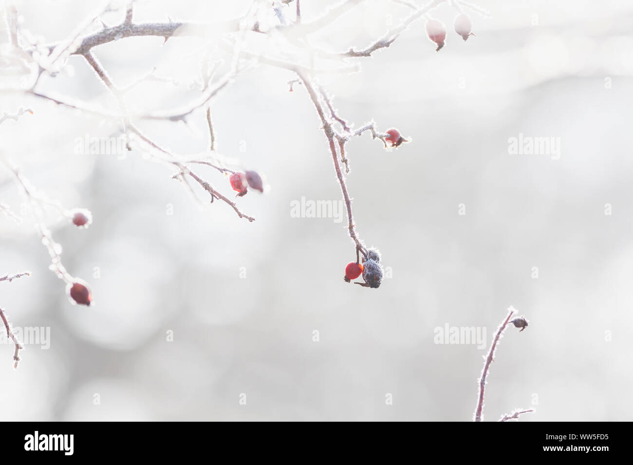 Frutti congelati in inverno, Foto Stock