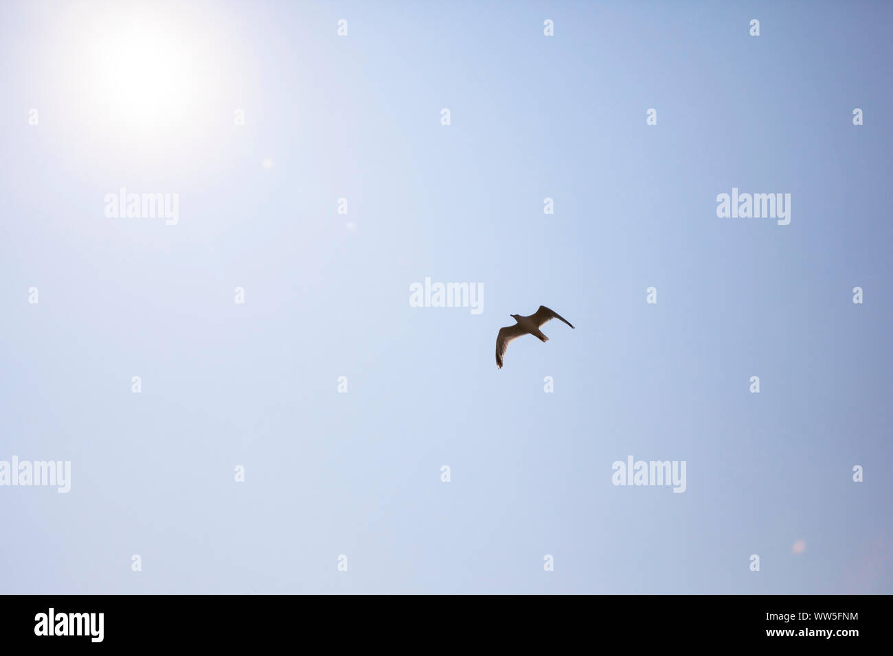Sea Gull sulla spiaggia in Oostkapelle sulla penisola di Walcheren, Zeeland, Paesi Bassi. Moewe ueber dem Strand bei Oostkapelle auf Walcheren, Zeelan Foto Stock
