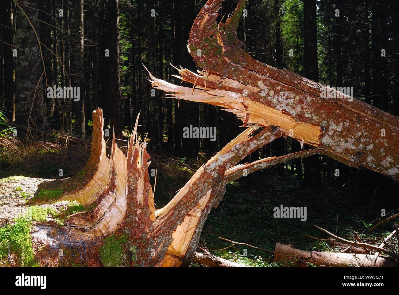 Località Monte Viezzena, Trentino Alto Adige, Italia. I danni causati dalla tempesta di Vaia di Ottobre 29, 2018. Foto Stock