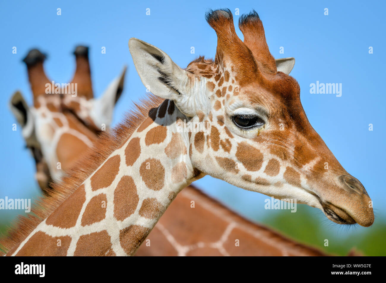 Tico, il 20 mese vecchia giraffa reticolata si assesta nella sua chiusura al posto selvaggio progetto dopo il trasferimento da un attrazione in Copenhagen, unendo i compagni di giraffe Tom e Dayo nel loro 1.8 acri di esporre in South Gloucestershire. Foto Stock