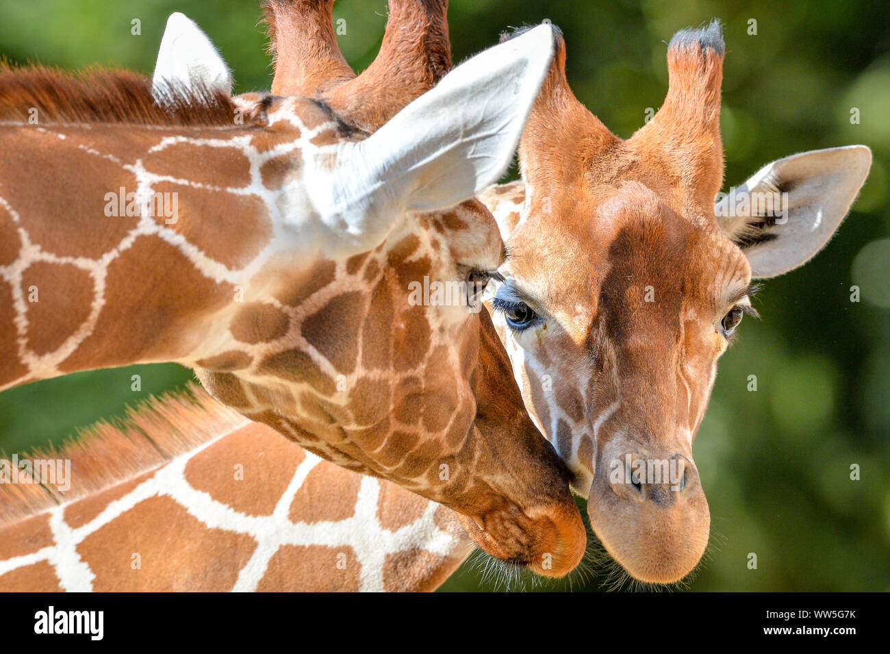 Tom (sinistra), i tratti del volto di tico, il 20 mese vecchia giraffa reticolata, a sinistra, si deposita nel suo involucro a luogo selvaggio progetto dopo il trasferimento da un attrazione in Copenhagen, unendo i compagni di giraffe Tom e Dayo nel loro 1.8 acri di esporre in South Gloucestershire. Foto Stock