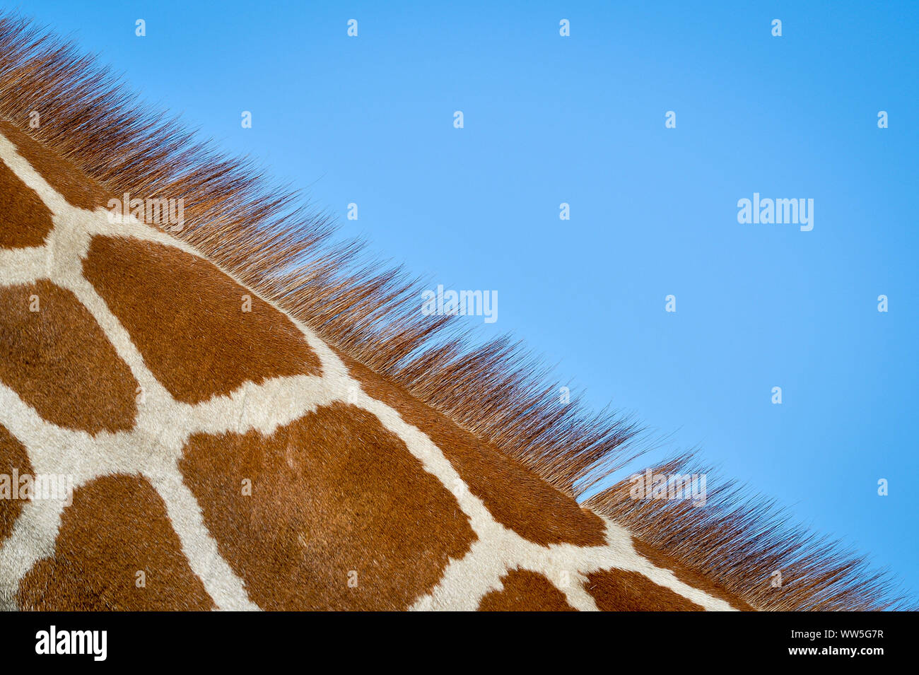 Peli stand orgoglioso contro un cielo blu sul collo di tico, il 20 mese vecchia giraffa reticolata come egli si assesta nella sua chiusura al posto selvaggio progetto dopo il trasferimento da un attrazione in Copenhagen, unendo i compagni di giraffe Tom e Dayo nel loro 1.8 acri di esporre in South Gloucestershire. Foto Stock