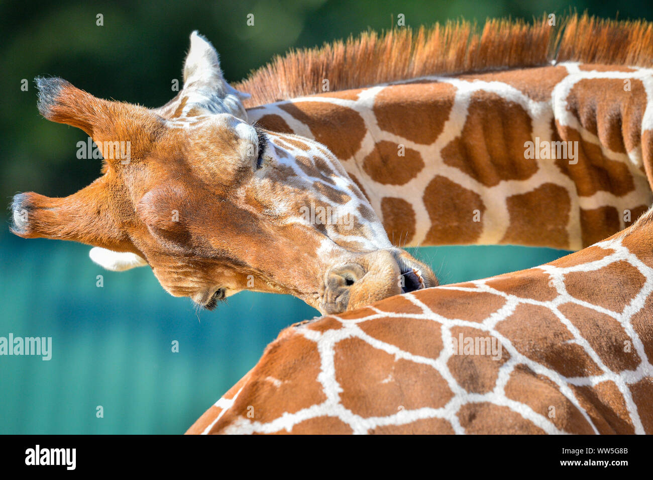 Tico, il 20 mese vecchia giraffa reticolata ha un graffio come egli si assesta nella sua chiusura al posto selvaggio progetto dopo il trasferimento da un attrazione in Copenhagen, unendo i compagni di giraffe Tom e Dayo nel loro 1.8 acri di esporre in South Gloucestershire. Foto di PA. Picture Data: venerdì 13 settembre, 2019. Foto di credito dovrebbe leggere: Ben Birchall/PA FILO Foto Stock