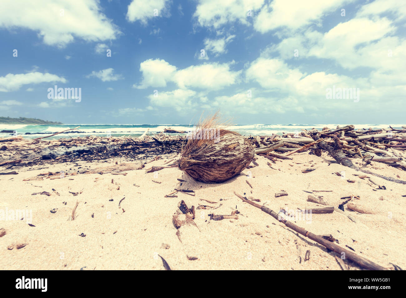 Driftwood sulla spiaggia solitaria, Kauai, Hawaii, STATI UNITI D'AMERICA Foto Stock