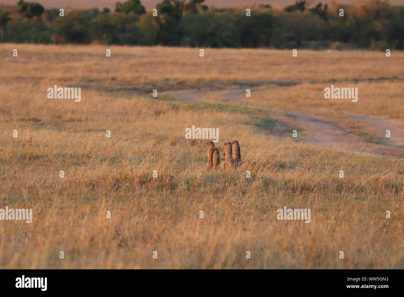 Gruppo di nastrare mongooses in piedi nella savana, il Masai Mara National Park, in Kenya. Foto Stock