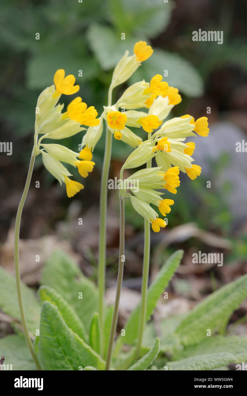 Cowslip, Primula veris Foto Stock
