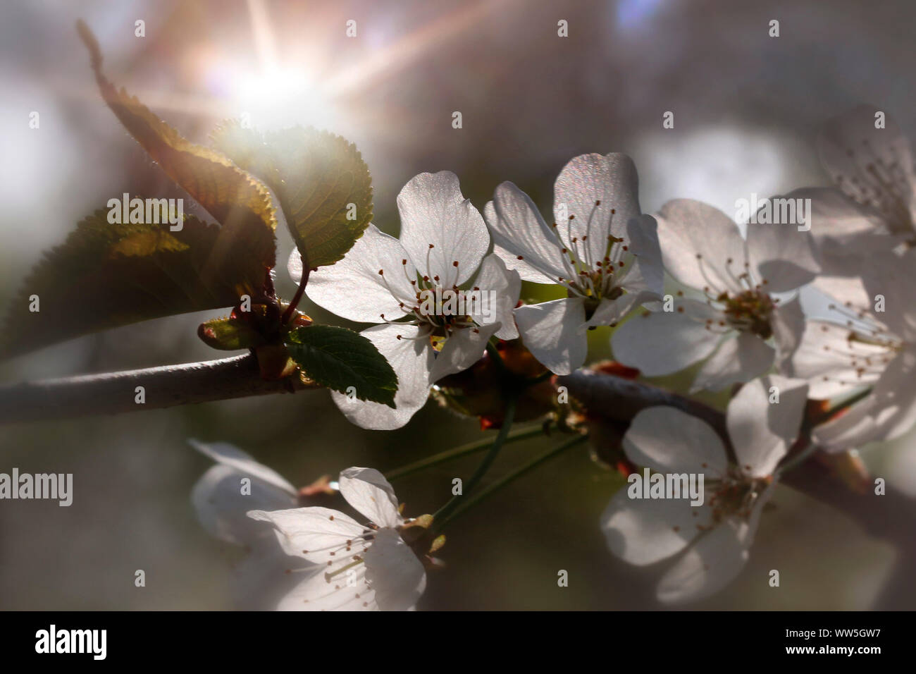 Cherry Tree blossom, ramoscello in controluce Foto Stock