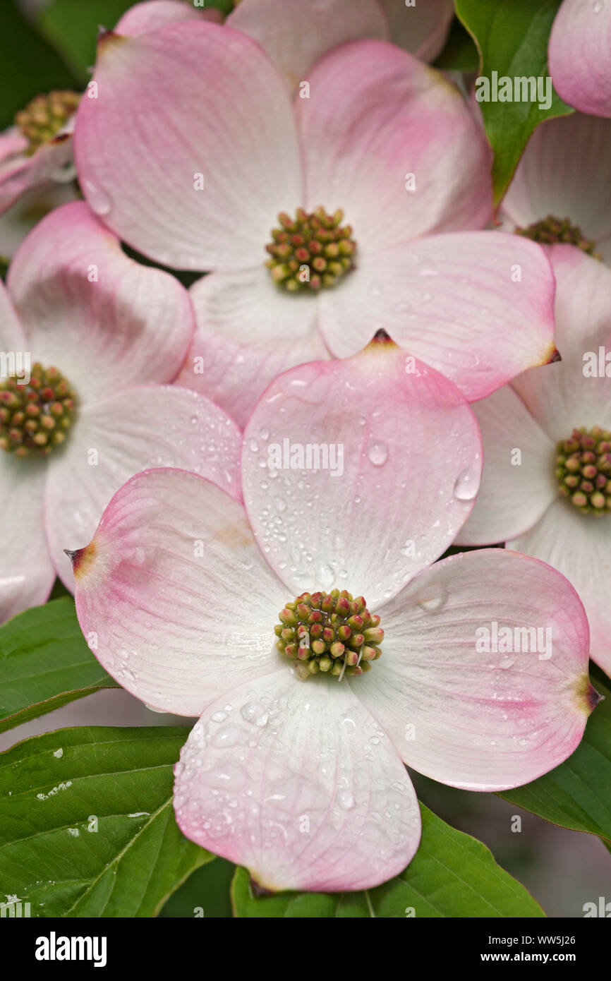 Corniolo, sanguinello fioritura, Cornus florida, fiori di colore rosa crescente all'aperto. Foto Stock