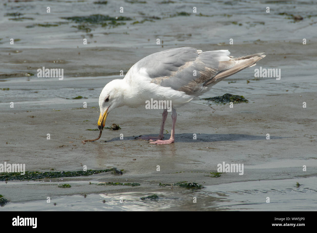 Seagull rovistando sulla spiaggia, British Columbia, Canada Foto Stock