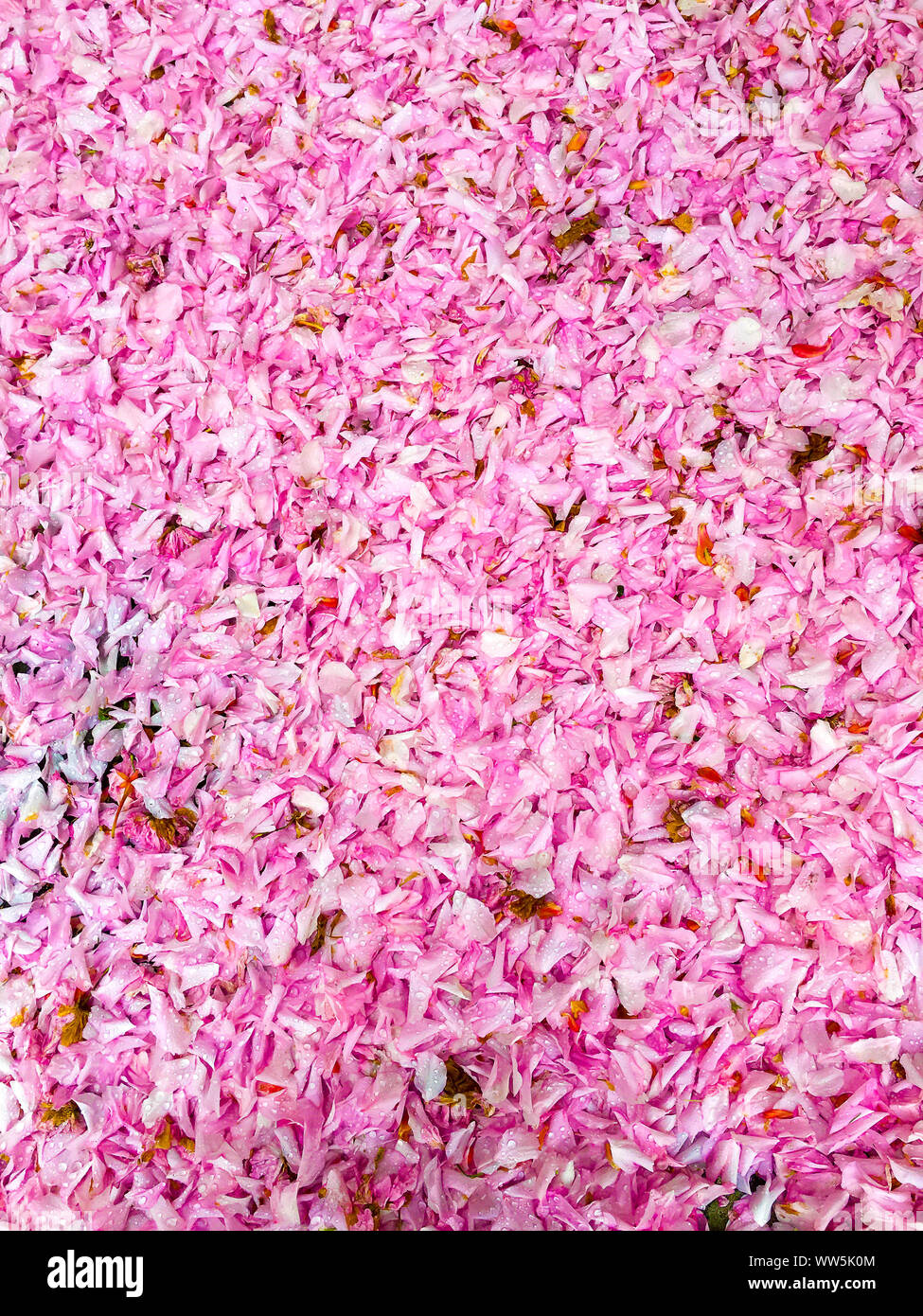Fiori di Ciliegio, molti petali di rosa Foto Stock