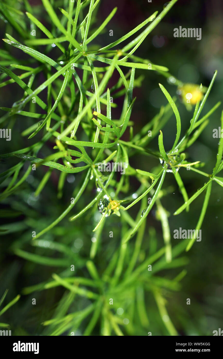 Close-up di aghi di conifere con gocce di acqua, Foto Stock