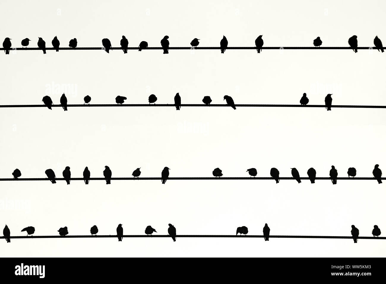 La fotografia di uccelli seduto in una fila su conduttori elettrici, Foto Stock