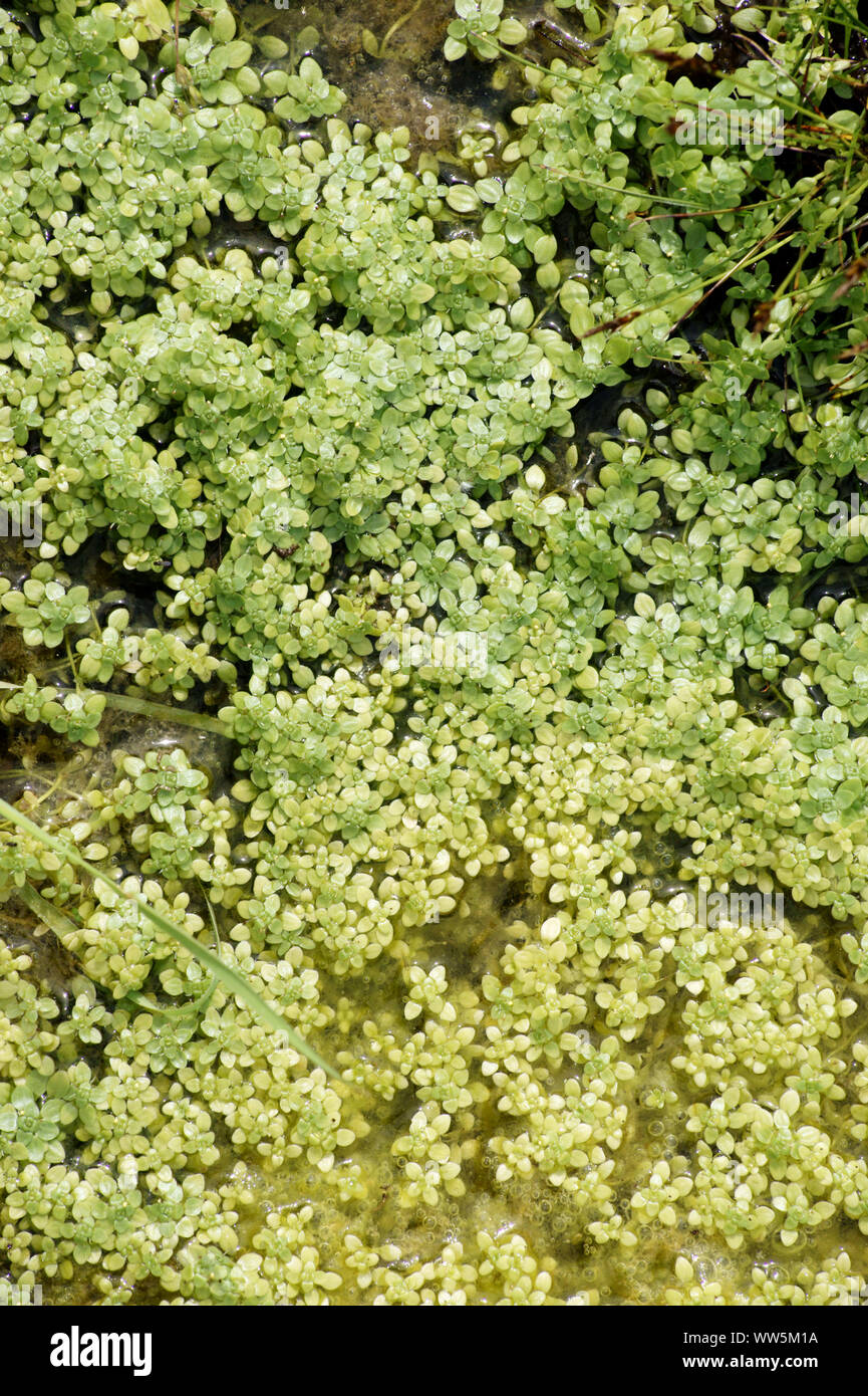 Close-up di duckweeds in un laghetto in giardino, Foto Stock