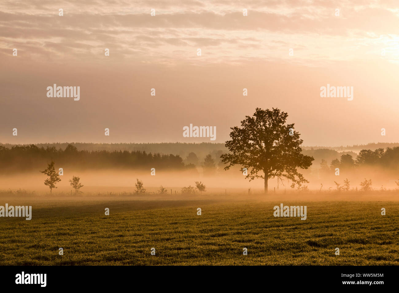 Albero solitario sul terreno con la nebbia di mattina Foto Stock