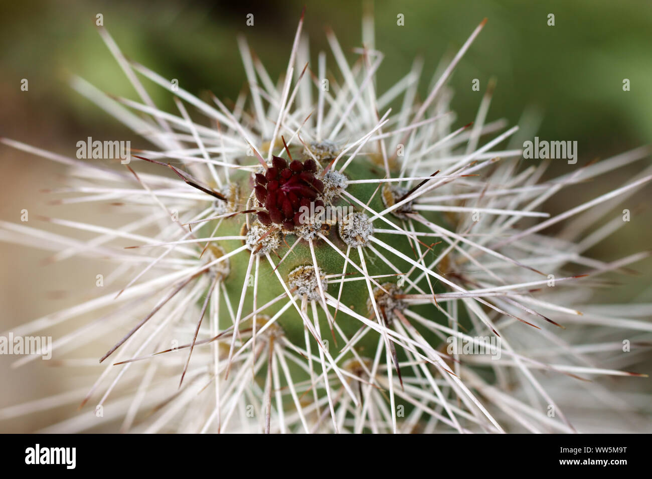 Macro Close-up di un cactus fiore Foto Stock