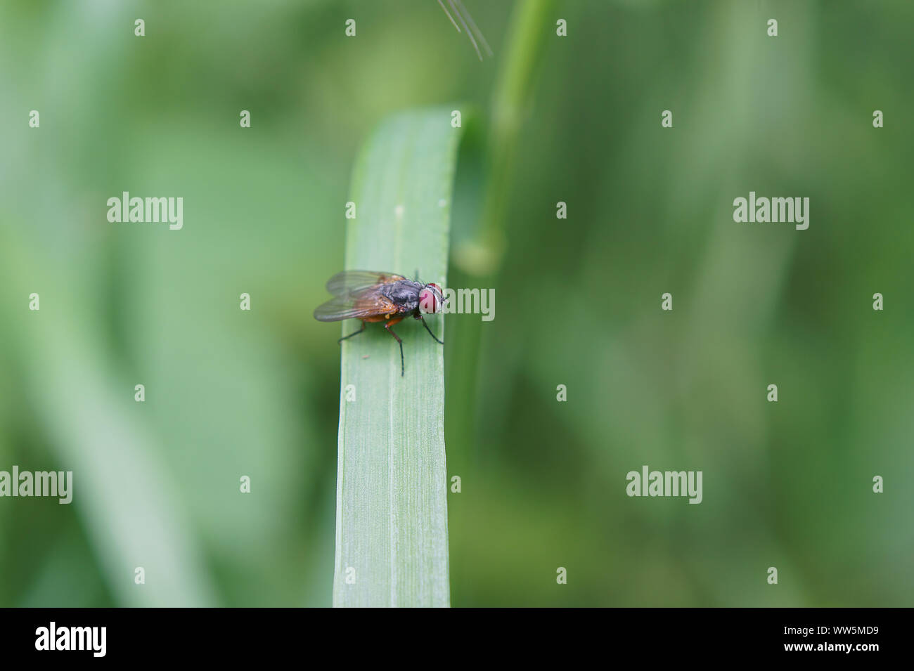 Macro Close-up di una mosca sulla foglia di erba, Foto Stock