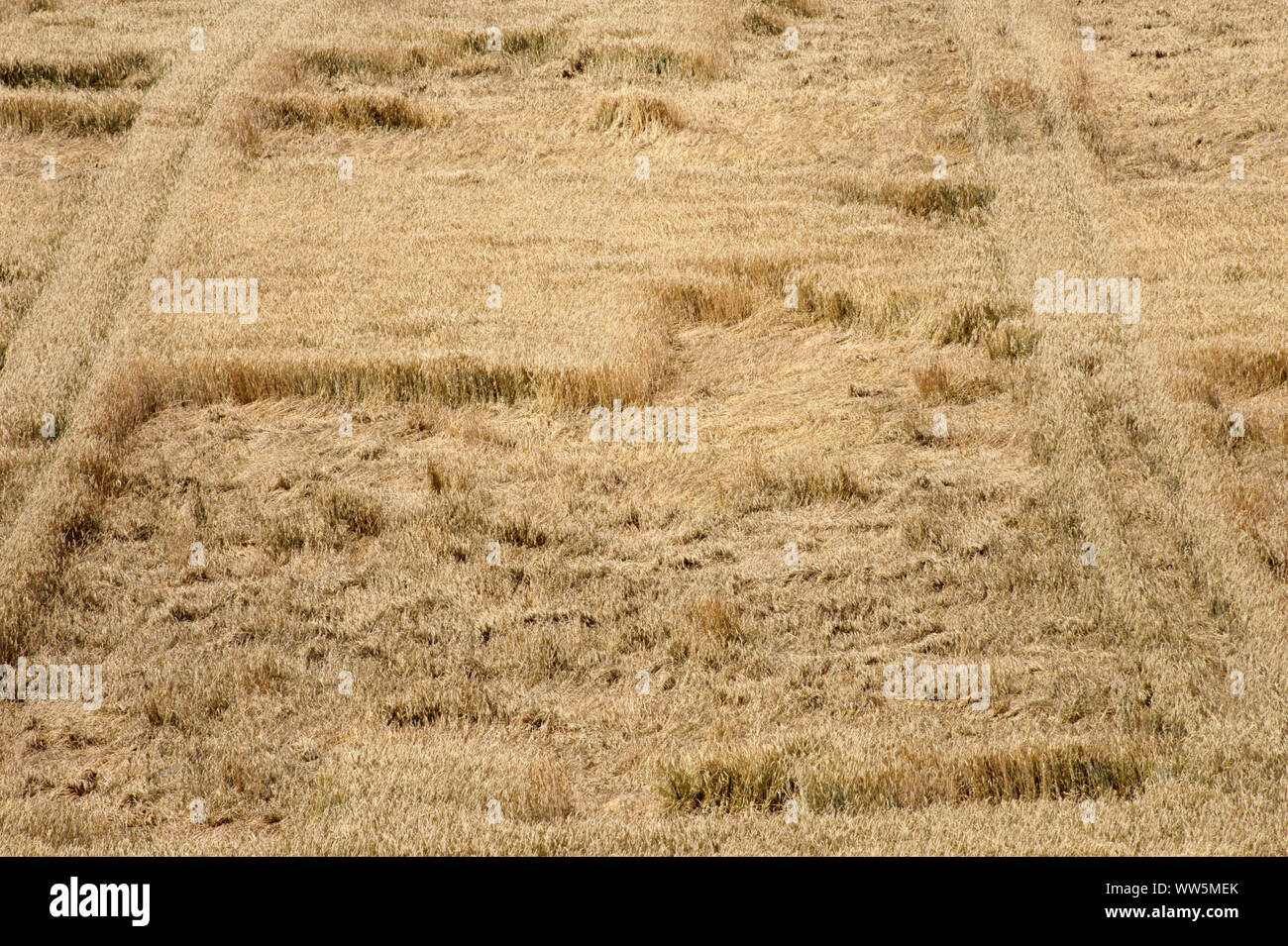 La fotografia di un grano maturo campo in vista dall'alto, Foto Stock