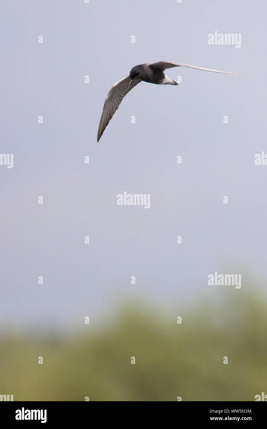 Black Tern, Chlidonias Niger, sul parafango Foto Stock