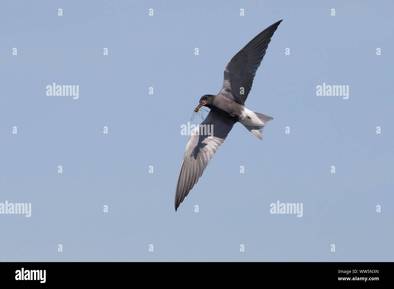 Black Tern, Chlidonias Niger, con dragonfly nel becco, battenti Foto Stock