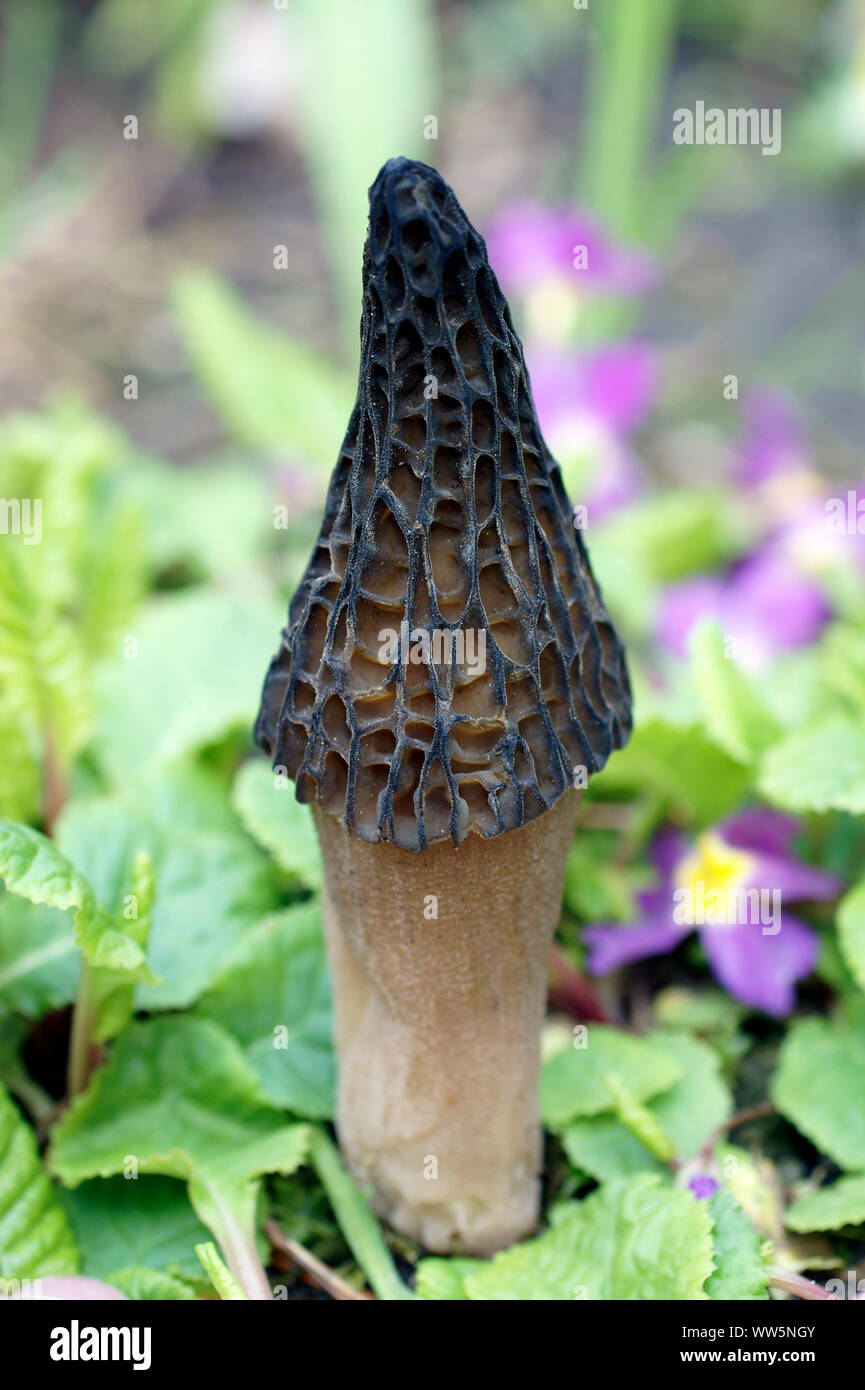 Close-up di un fungo, Morel, circondato da erba, Foto Stock