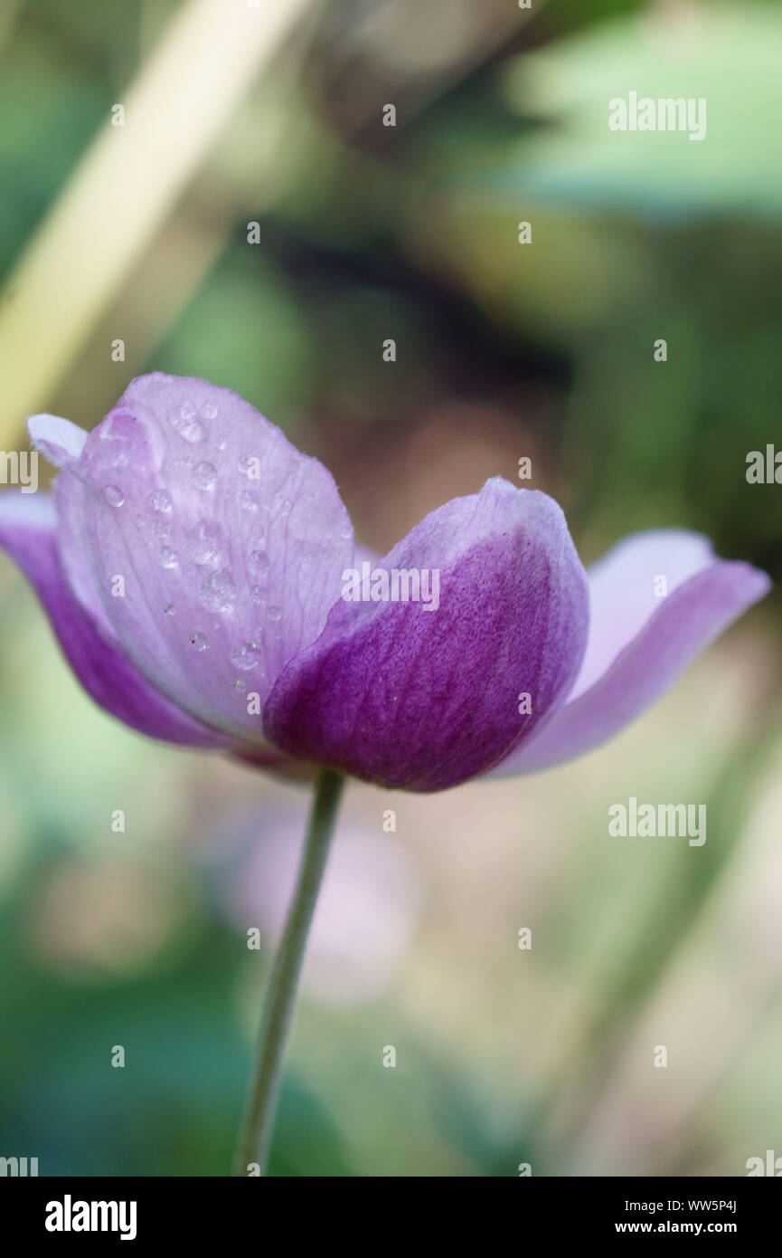Close-up di un fiore viola con gocce di acqua, Foto Stock