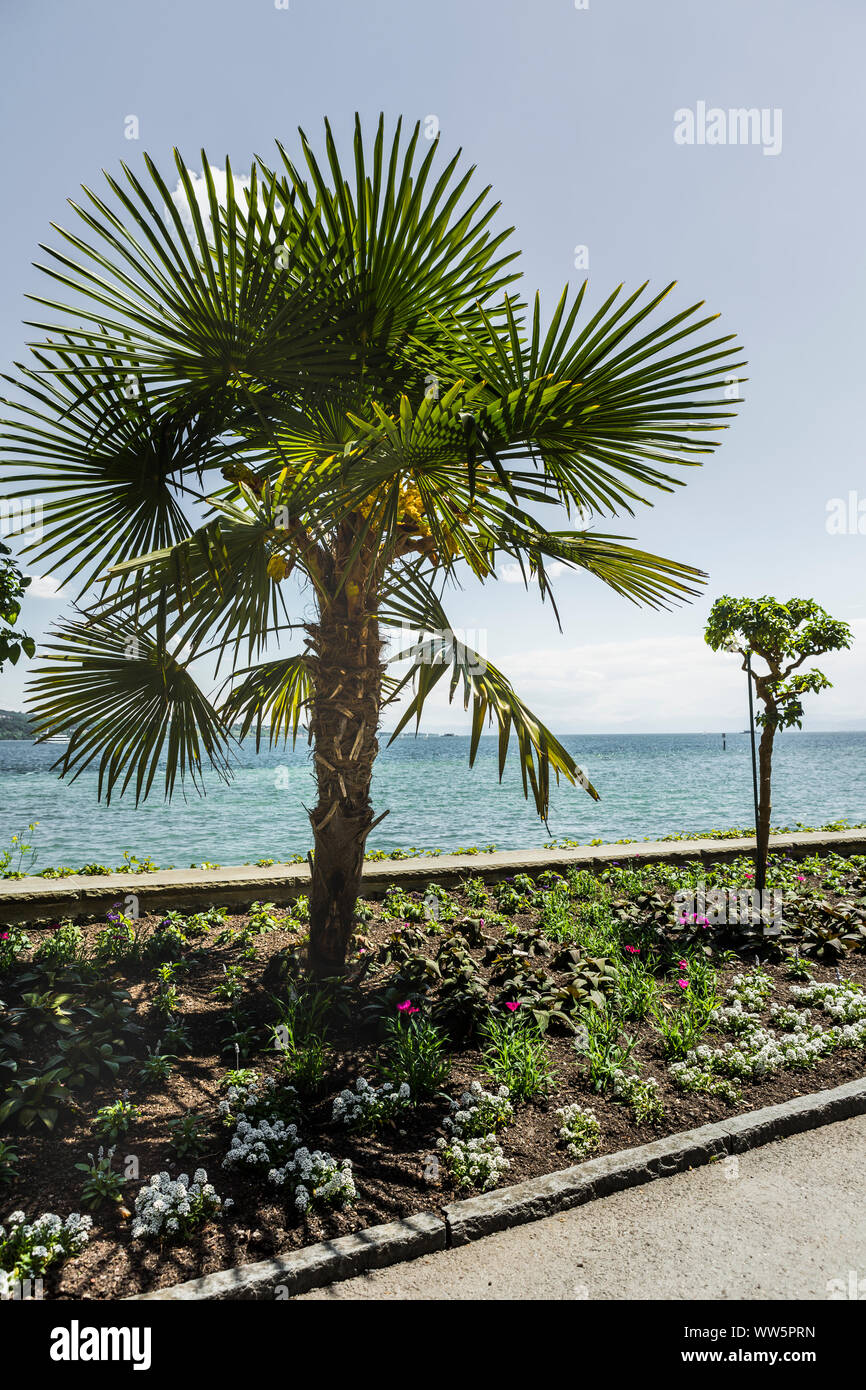 Palme sulla isola di Mainau Foto Stock