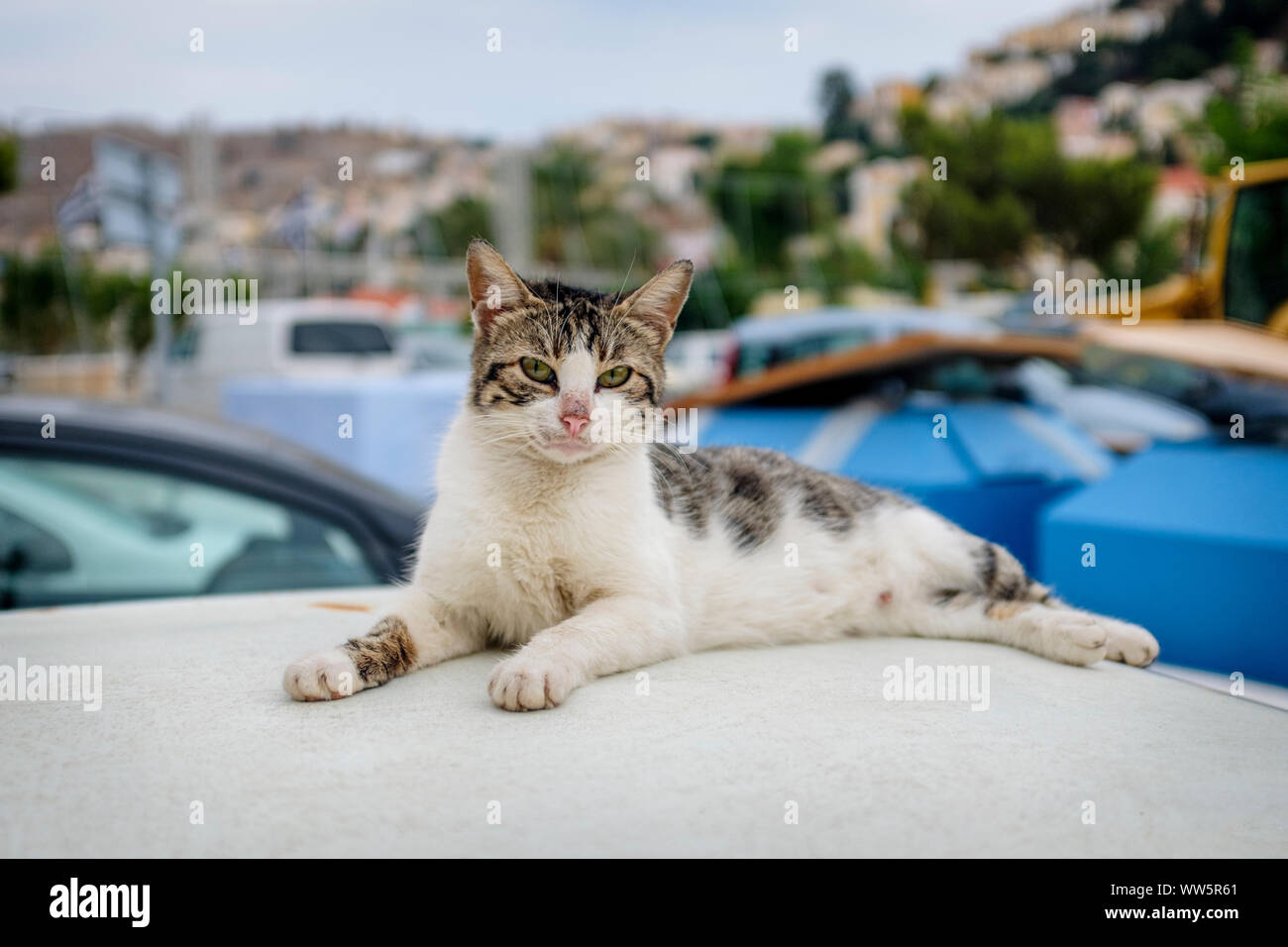 Un gatto si crogiola al sole sulla isola di Symi in Grecia. Credito Foto: Brian Hickey/Alamy Foto Stock
