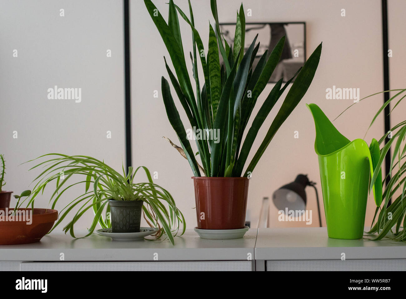 Piante verdi in una sterile ambiente office Foto Stock