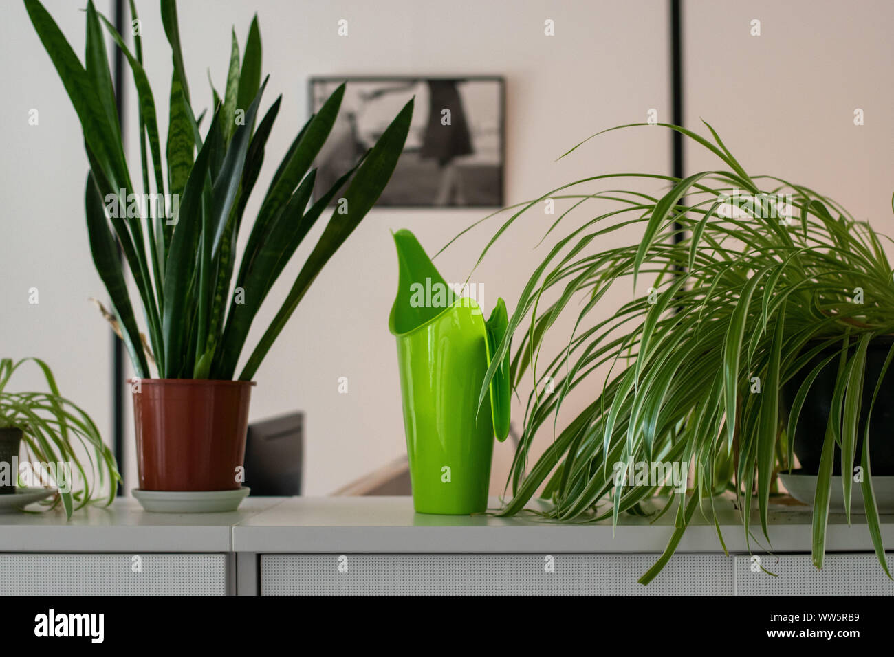 Piante verdi in una sterile ambiente office Foto Stock