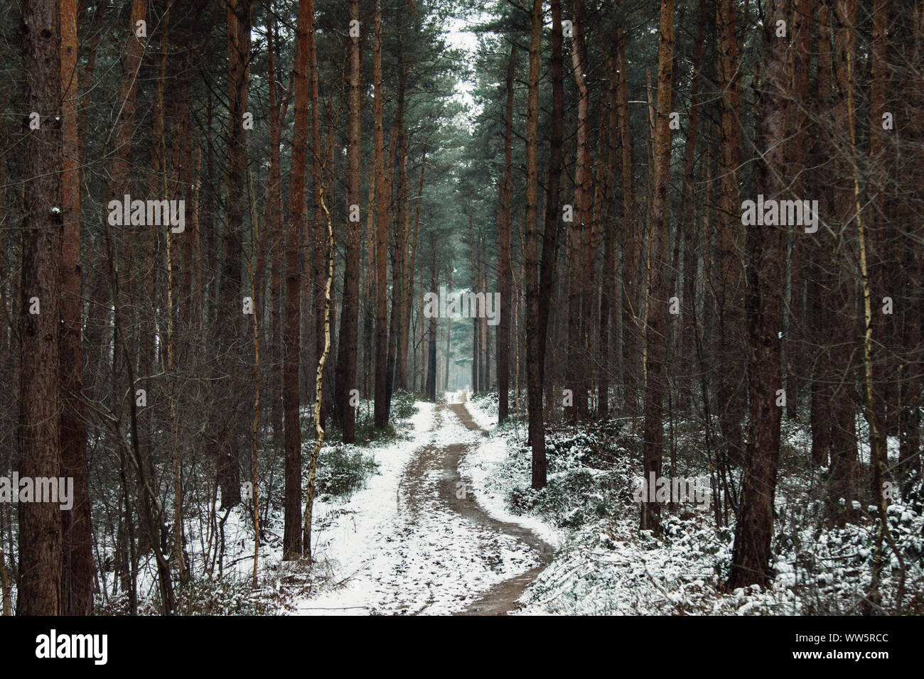 Foresta di Teutoburgo nella regione MÃ¼nster in inverno, Foto Stock