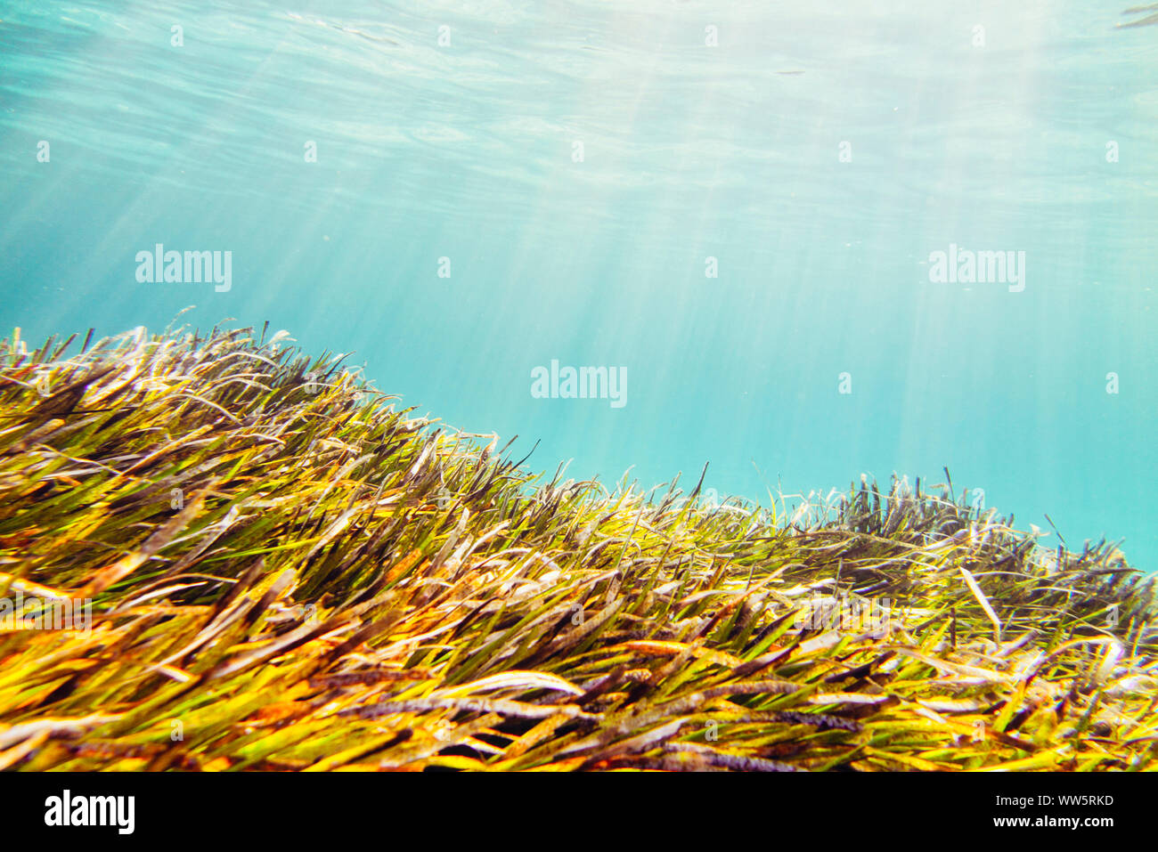 Paesaggio sottomarino intorno all'isola del Mediterraneo Formentera, Foto Stock