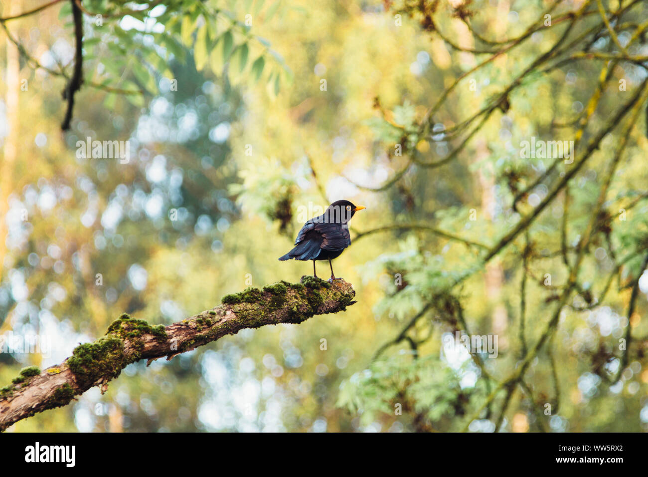 Un merlo seduto su un ramo, Foto Stock