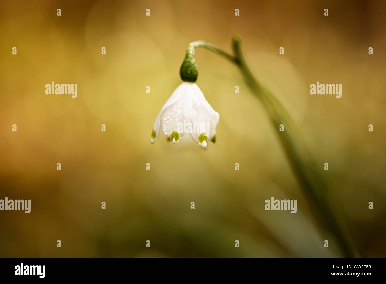 Infiorescenza di fiocco di neve di primavera (Leucojum vernum) Foto Stock