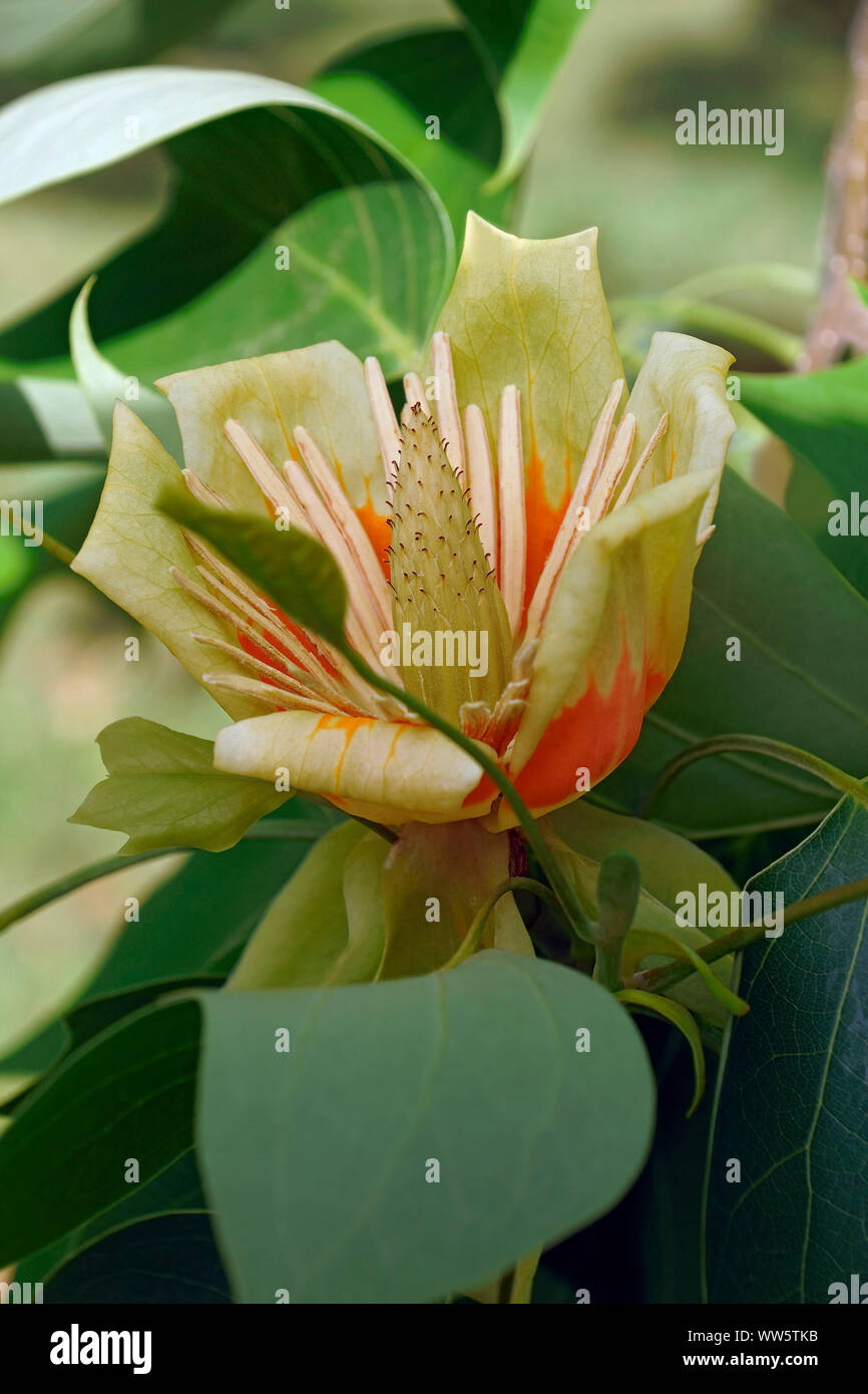 Tulip tree, liriodendron tulipifera, Singolo colorato in giallo fiore crescente all'aperto sull'impianto. Foto Stock