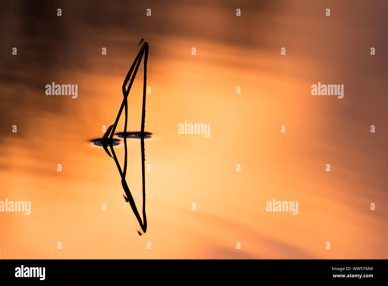 Silhouette di una levetta a lamelle nell'acqua di un piccolo lago al tramonto. Piccolo giorno vola con la levetta per una pausa.... Foto Stock