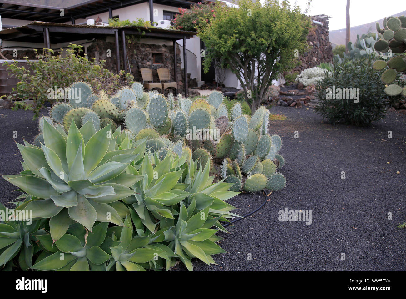 Diverse piante succulente in un giardino mediterraneo Foto Stock