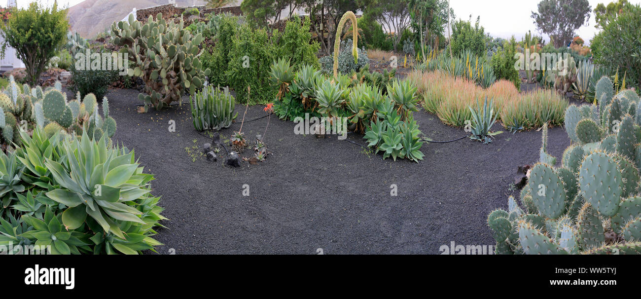 Diverse piante succulente in un giardino mediterraneo Foto Stock