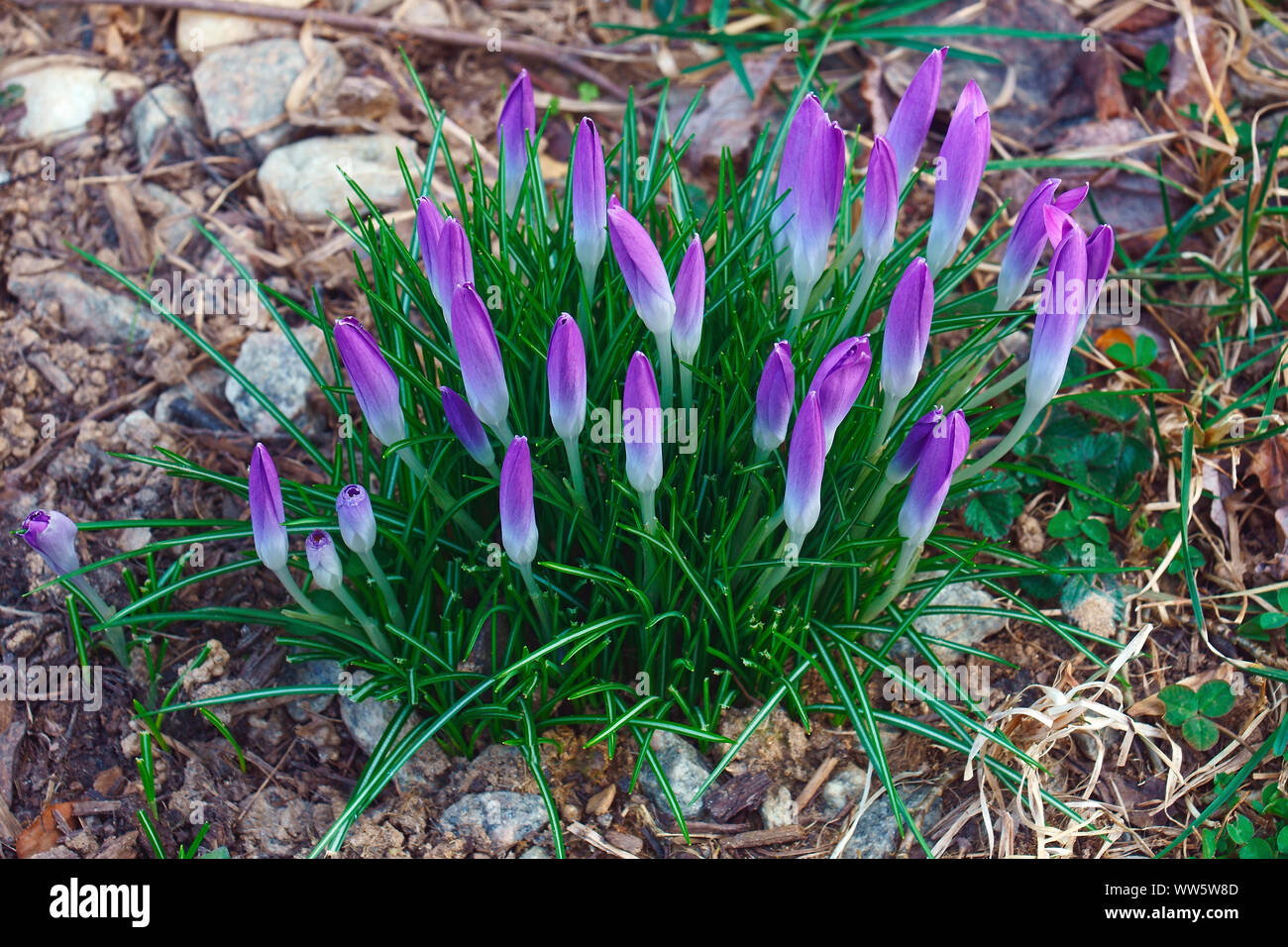 Crocus, inizio crocus, Crocus tomassinianus, massa di colore viola fiori che crescono all'aperto. Foto Stock