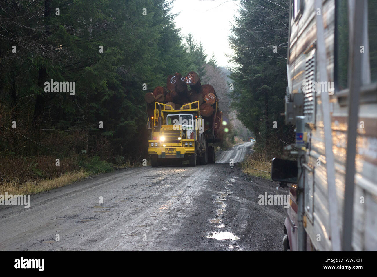 Il carrello di registrazione (legni lunghi transporter) con le linee su una strada di registrazione, vicino a Cape Scott Parco Provinciale, British Columbia, Canada Foto Stock