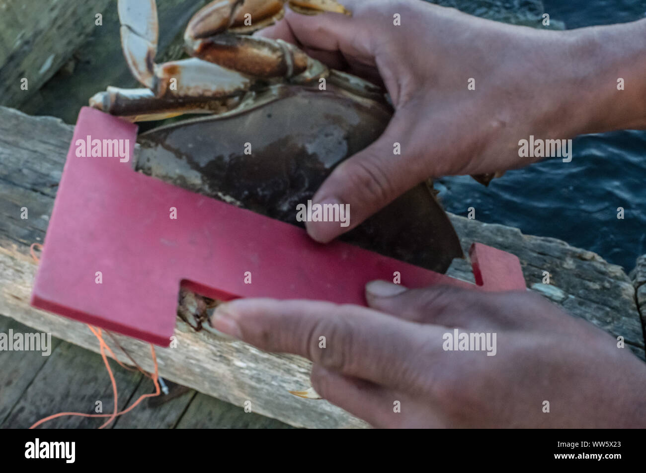 Un pescatore per misurare le dimensioni di un granchio, Vancouver, British Columbia, Canada Foto Stock