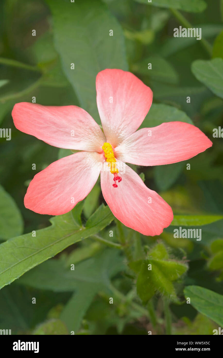 Abelmosk, Abelmoschus moschatus, Singolo rosa a forma di stella fiore crescente all'aperto. Foto Stock