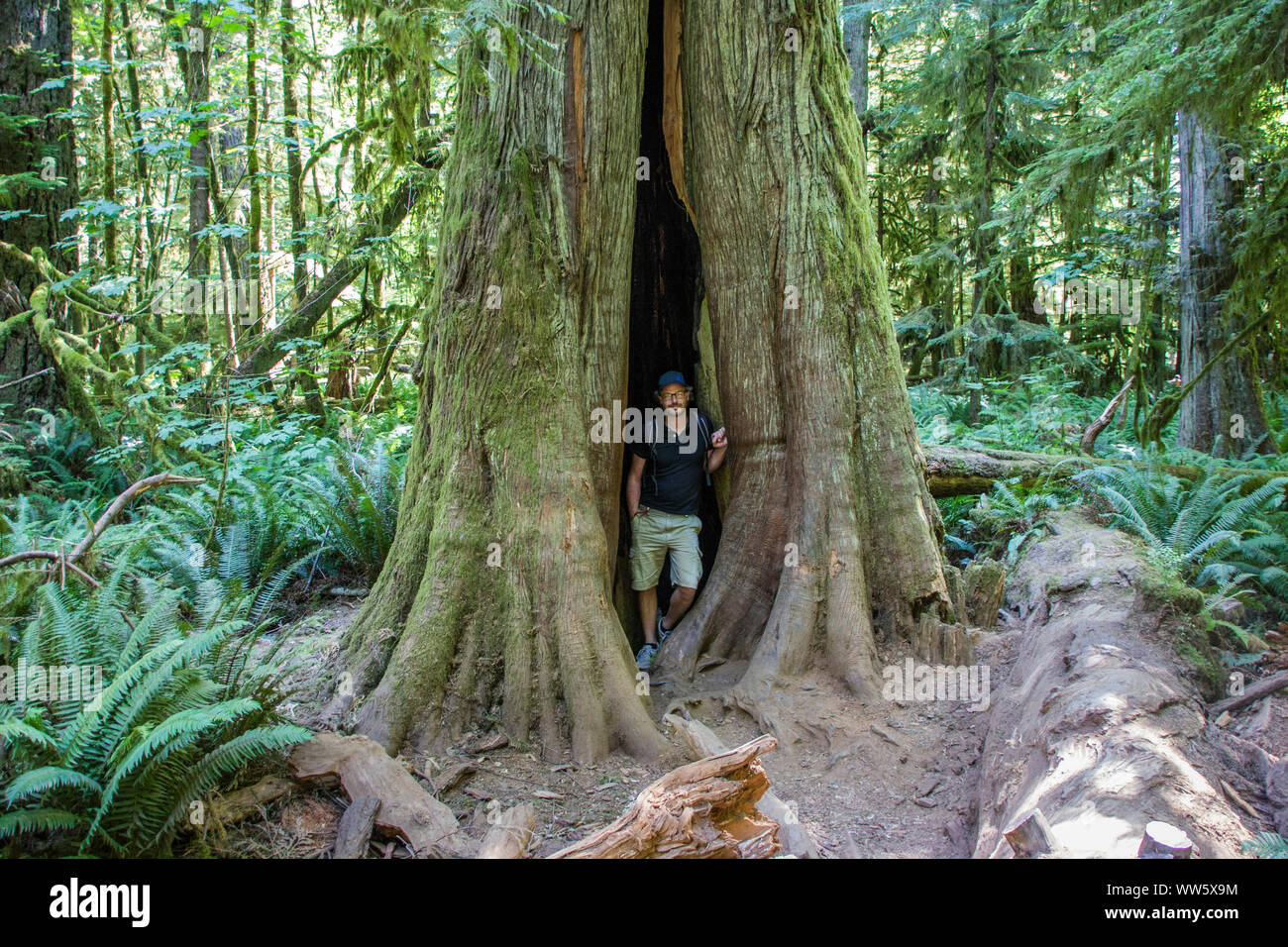 Un albero gigante il foro con la persona di fronte ad esso, albero gigante, Chathedrale Grove, MacMillan Parco Provinciale, Isola di Vancouver, British Columbia, Canada, Foto Stock