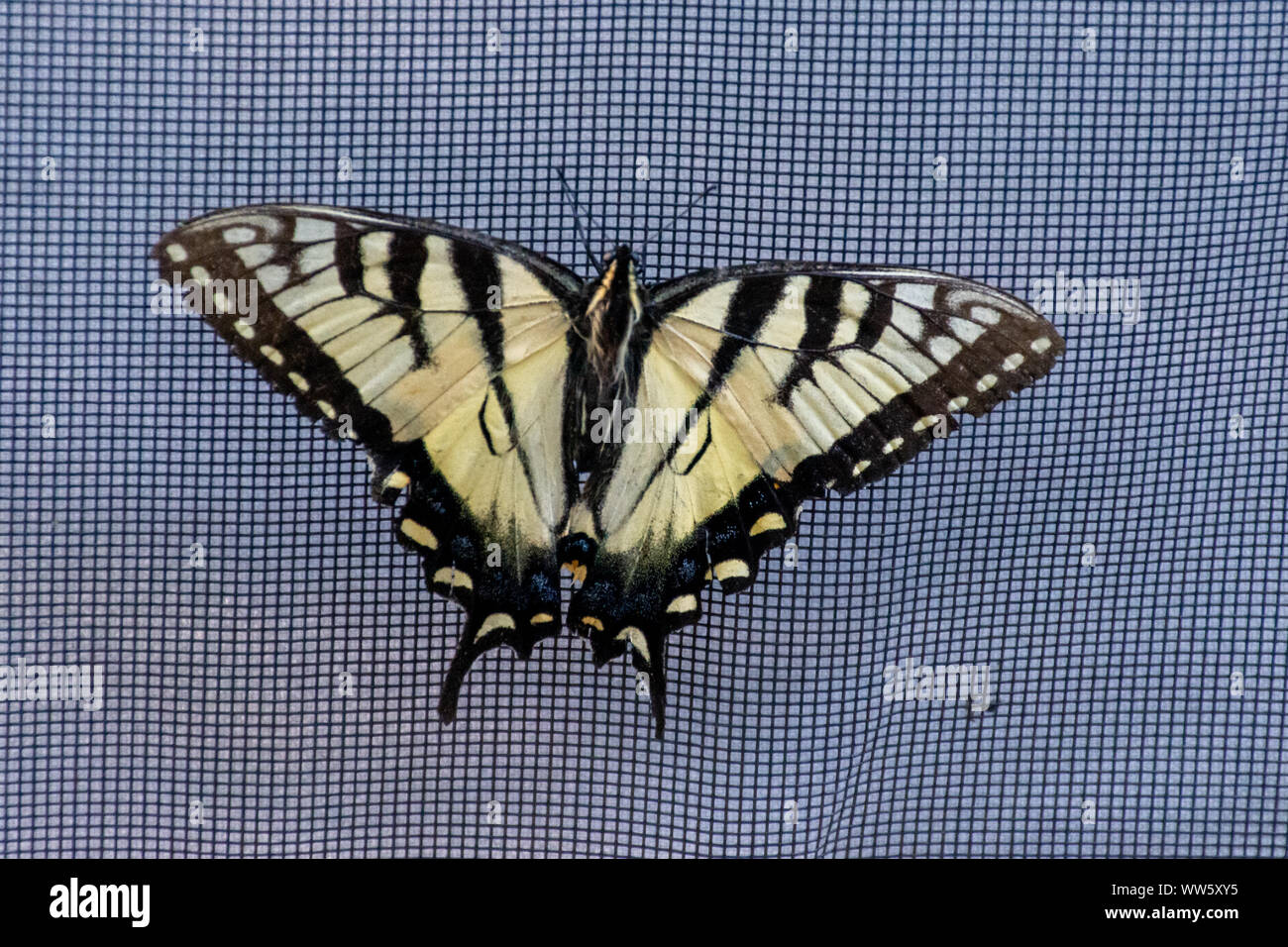 Papilio glaucus, la tigre orientale a coda di rondine in mostra colori di giallo in Ontario, Canada. Foto Stock