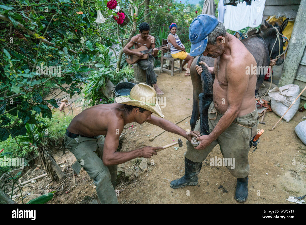 Gli unghioni di mulo sono calzati su un piccolo agriturismo nelle montagne della Sierra Maestra Foto Stock
