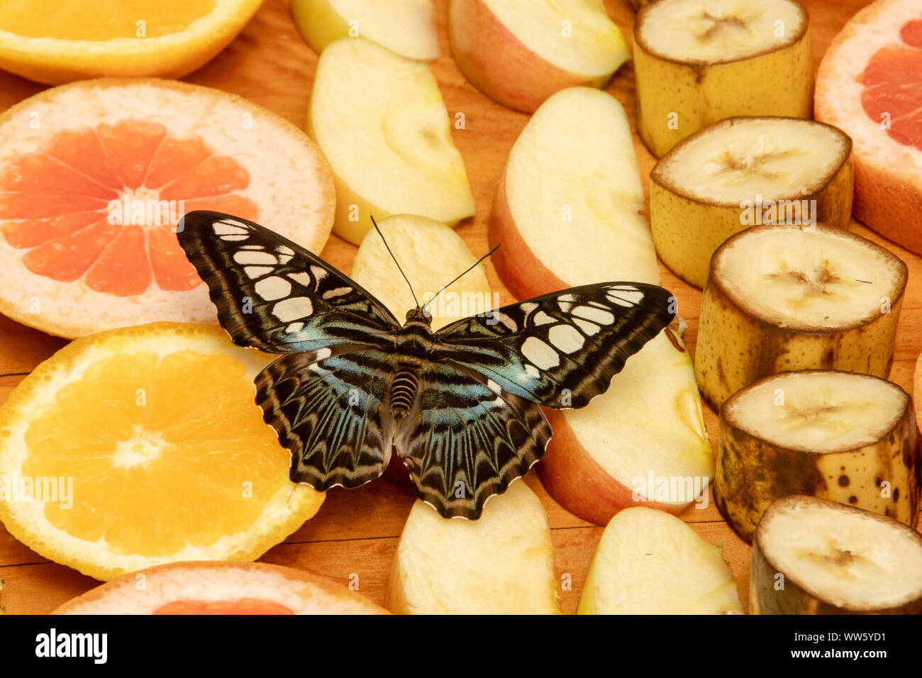 Butterfly sbarco sulla frutta tagliata, Canada Foto Stock
