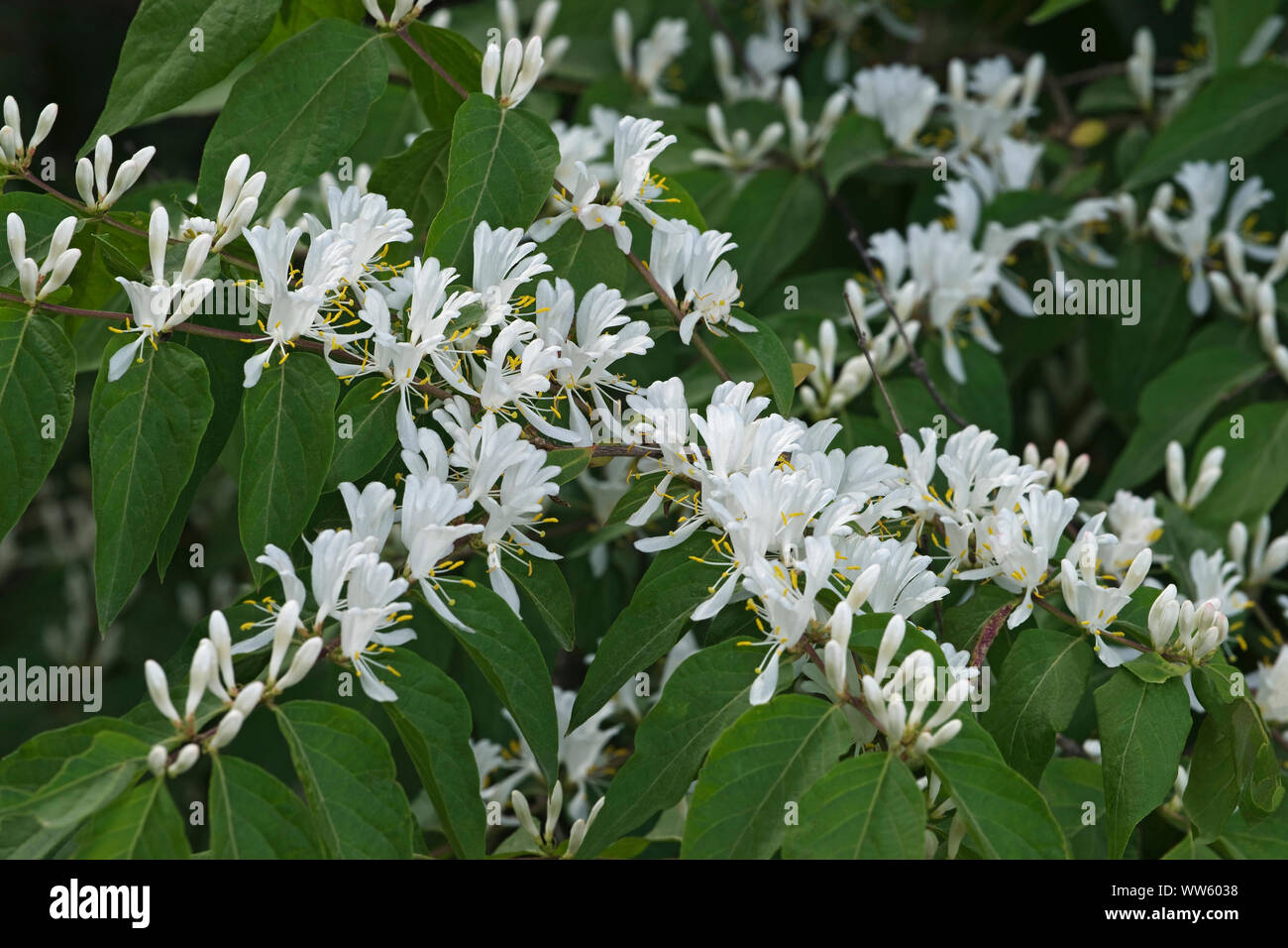 Caprifoglio Amur, Lonicera maackii, massa di piccoli fiori bianchi crescente all'aperto. Foto Stock