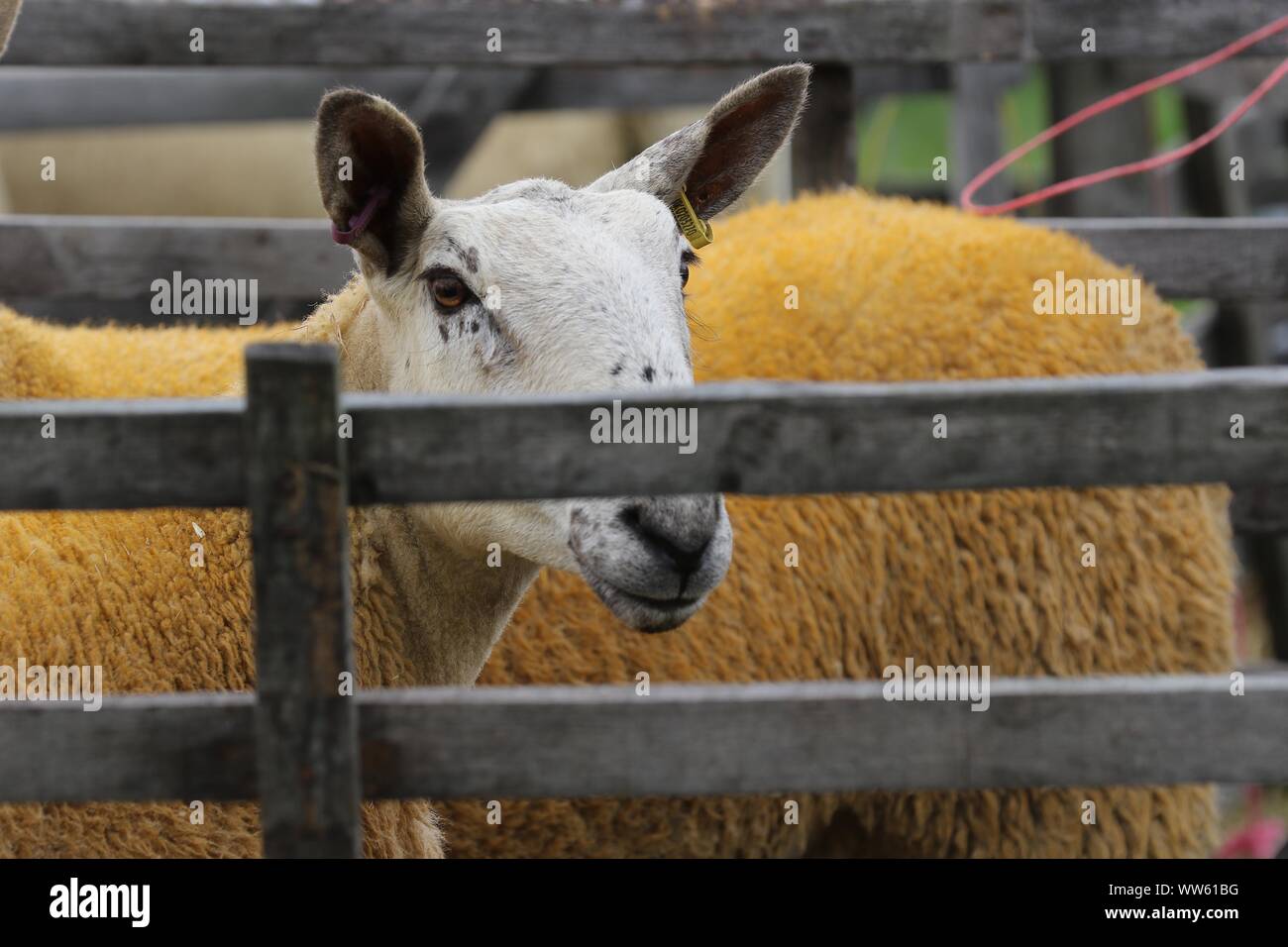 Moreton Paese mostrano Foto Stock