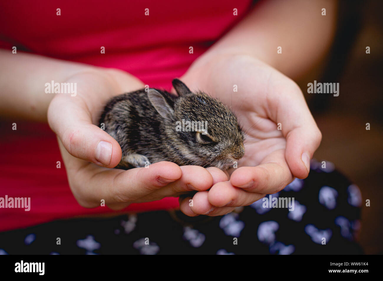 Ragazza tenendo accuratamente un coniglio bambino nelle sue mani Foto Stock