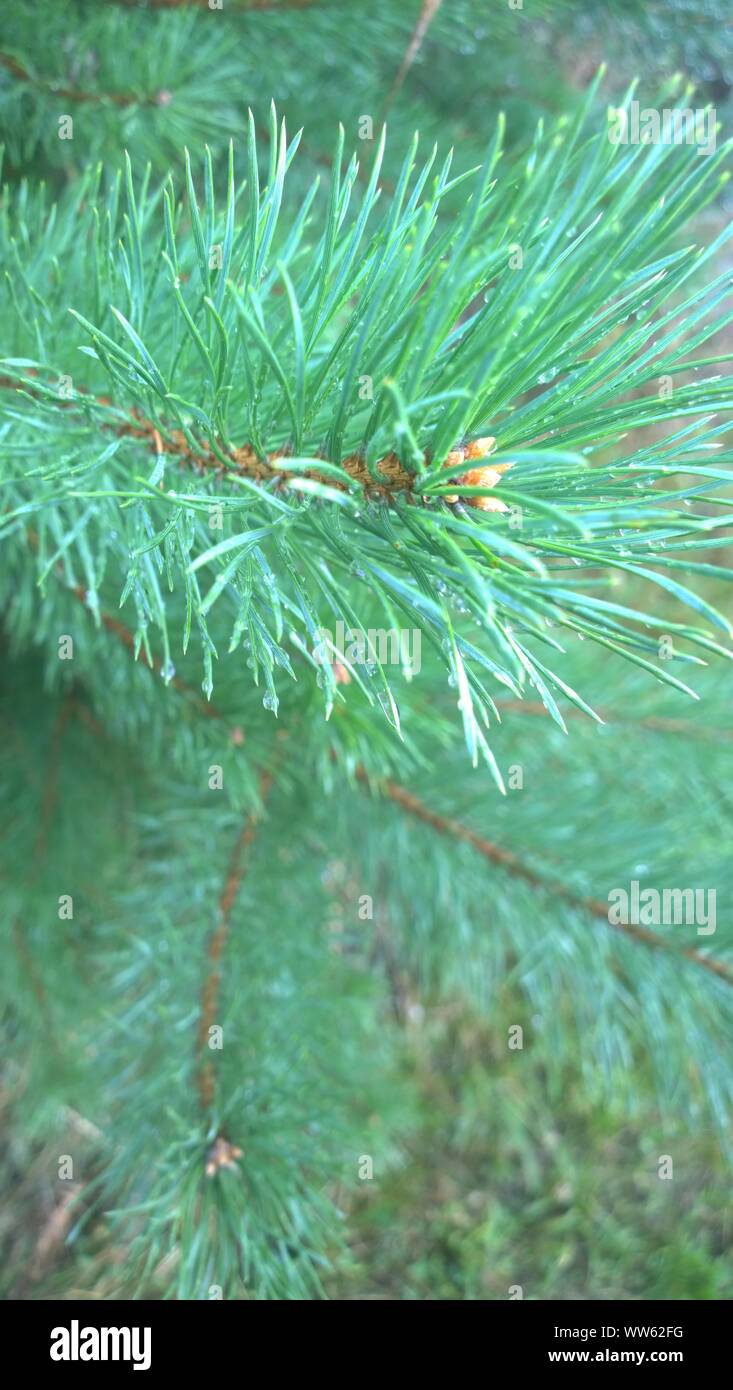 Rami di Pino nel bosco dopo la pioggia. Foto Stock